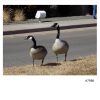 pair of geese 7086