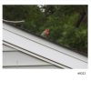 finch on roof 8222