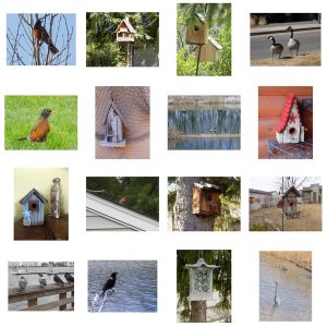 Birds and birdhouses