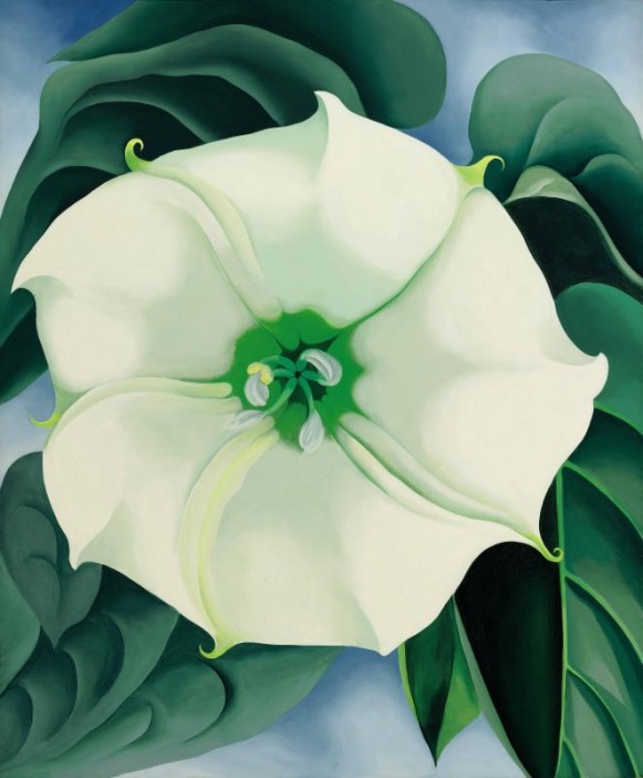 Jimson Weed, White Flower No. 1